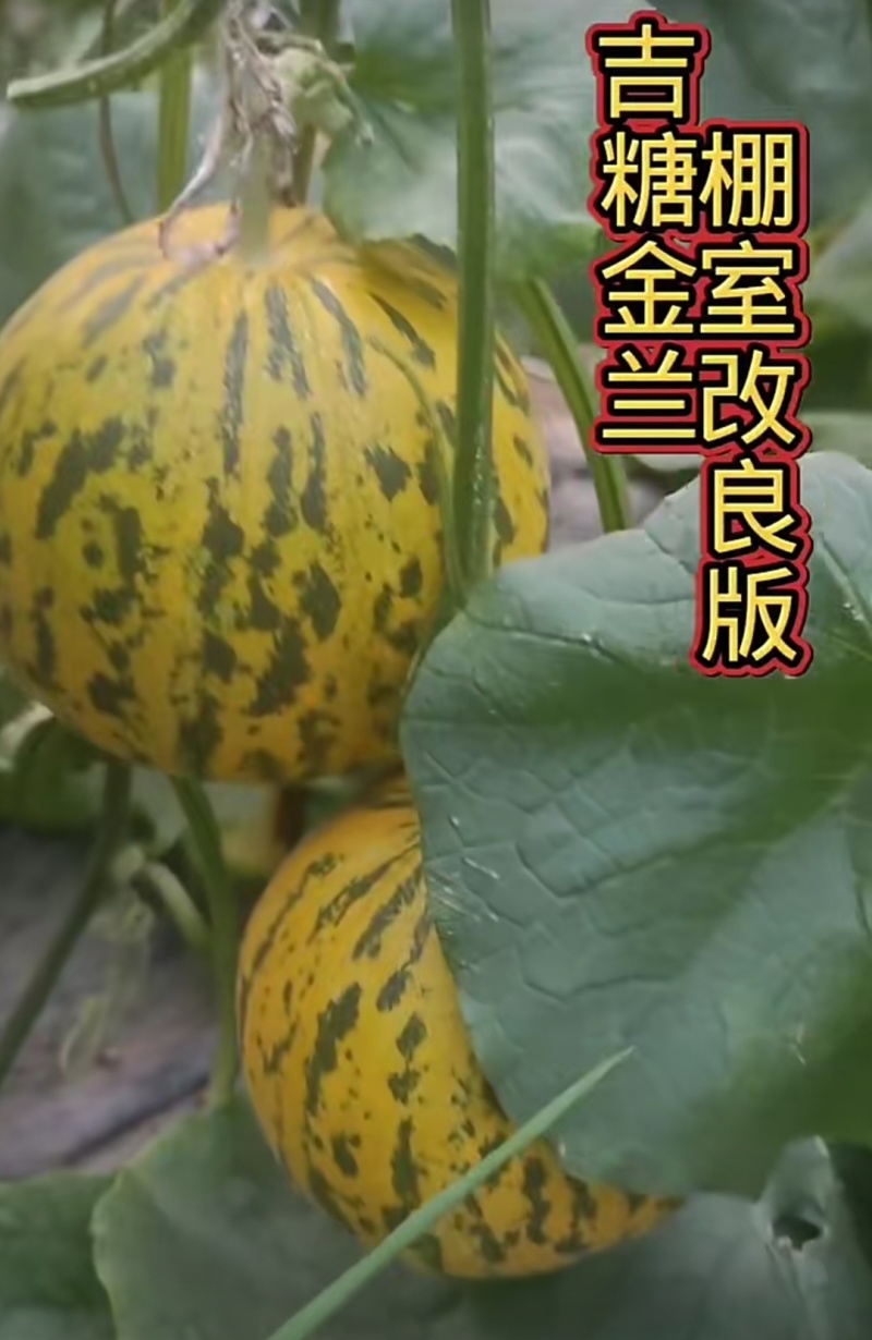 吉糖金兰甜瓜种子棚室改良升级版八里香甜瓜种子大果高糖绿肉