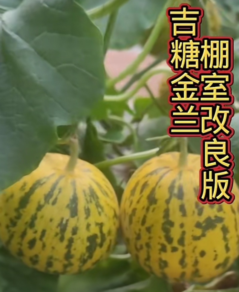 吉糖金兰甜瓜种子棚室改良升级版八里香甜瓜种子大果高糖绿肉
