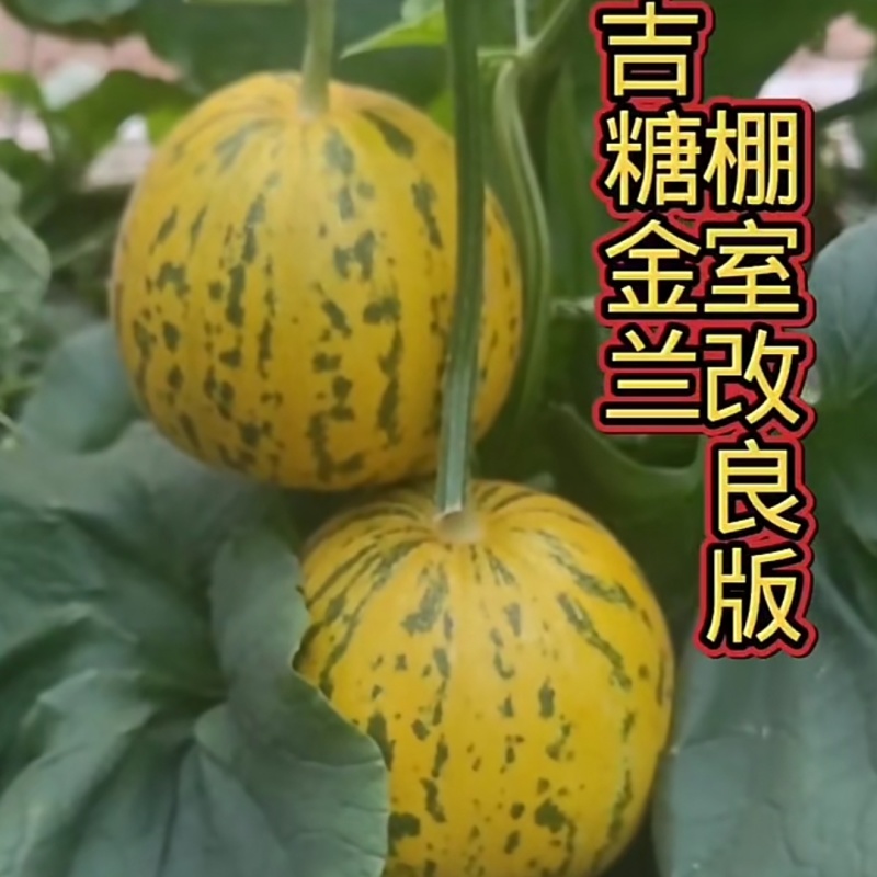 吉糖金兰甜瓜种子棚室改良升级版八里香甜瓜种子大果高糖绿肉
