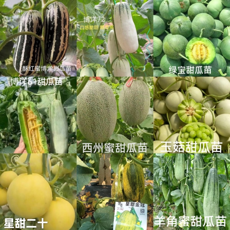 博洋九甜瓜苗各种甜瓜苗大量有苗，糖度高抗病强苗厂直发