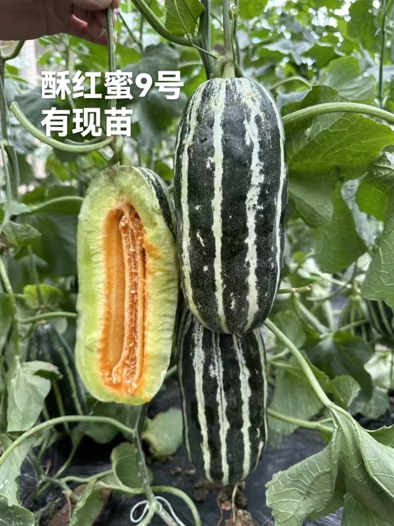 博洋九甜瓜苗各种甜瓜苗大量有苗，糖度高抗病强苗厂直发