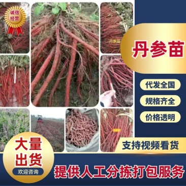 【精选】丹参高产改良品种航天丹参苗,提供种植技术指导