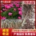 白芍（别名:芍药、赤芍、花子）保证品种纯正，信誉至上