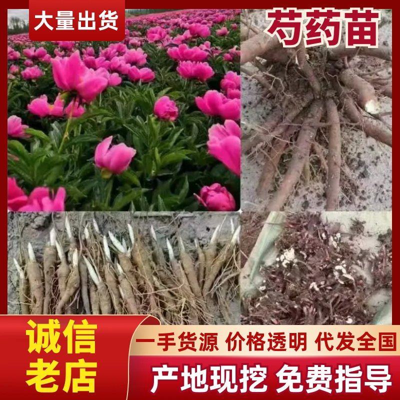 白芍（别名:芍药、赤芍、花子）保证品种纯正，信誉至上