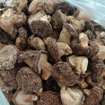 2025年新种大量菌种香菇，11月底有大量干香菇出货