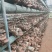 2025年新种大量菌种香菇，11月底有大量干香菇出货