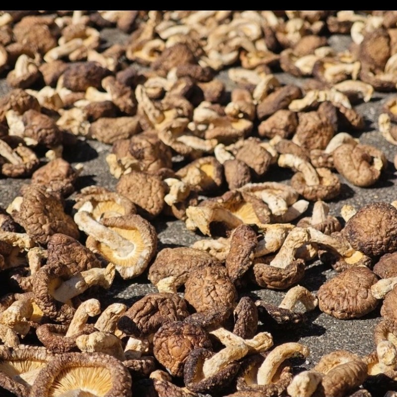 2025年新种大量菌种香菇，11月底有大量干香菇出货