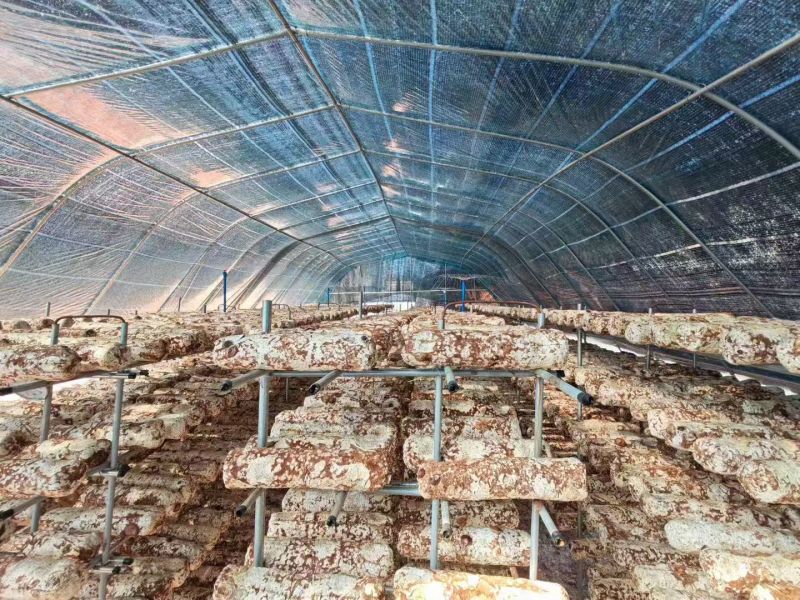 2025年新种大量菌种香菇，11月底有大量干香菇出货