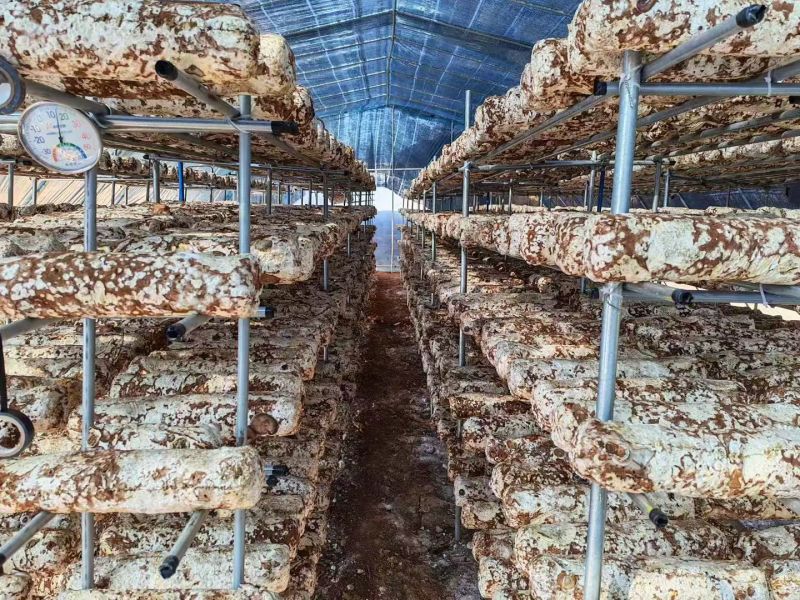 2025年新种大量菌种香菇，11月底有大量干香菇出货