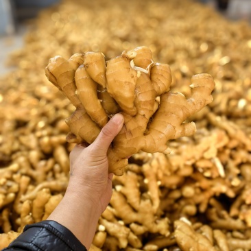 潍坊安丘老品种大姜表皮亮黄净姜分拣全国物流直达