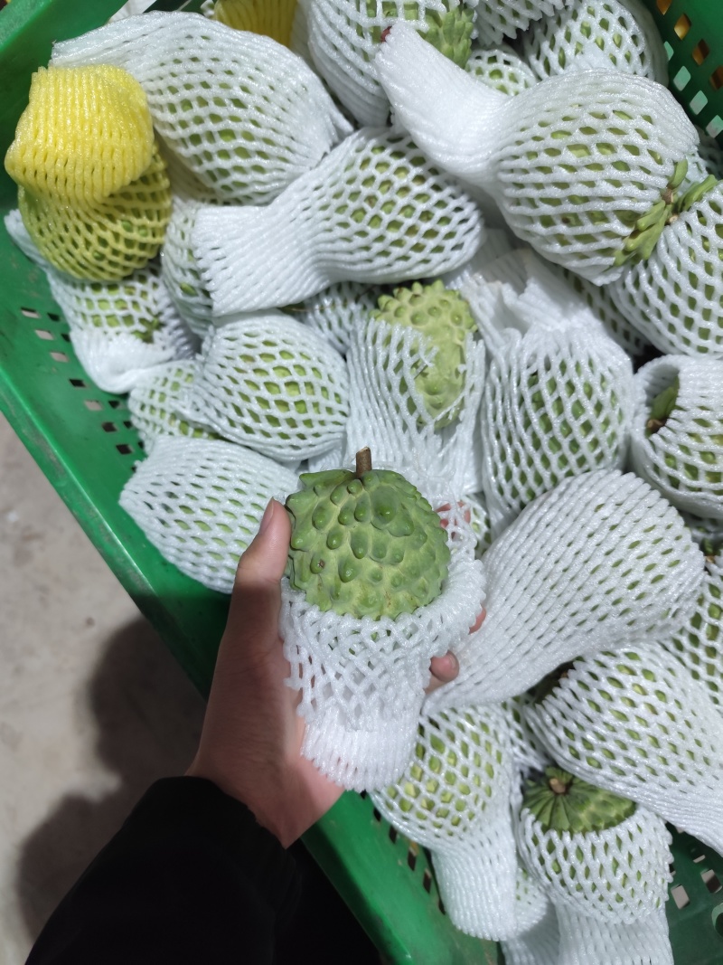 广西凤梨释迦冬果AP释迦电商市场果都在大量上市，电商原料