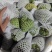 广西凤梨释迦冬果AP释迦电商市场果都在大量上市，电商原料