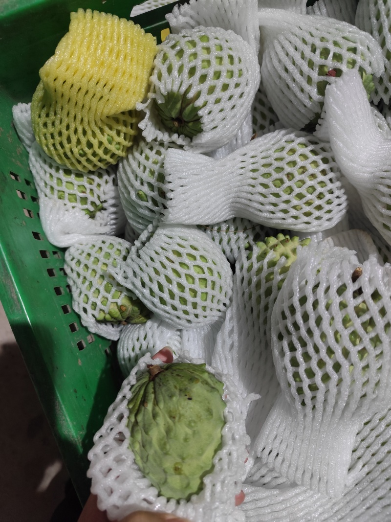 广西凤梨释迦冬果AP释迦电商市场果都在大量上市，电商原料