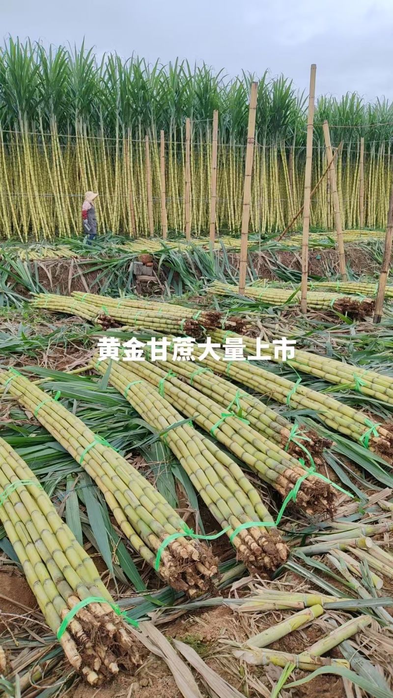 云南黄皮甘蔗产地直发对接电商市场代发全国欢迎来电