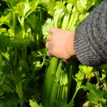 宁夏银川头茬芹菜，新鲜采摘，产地直发，货源充足