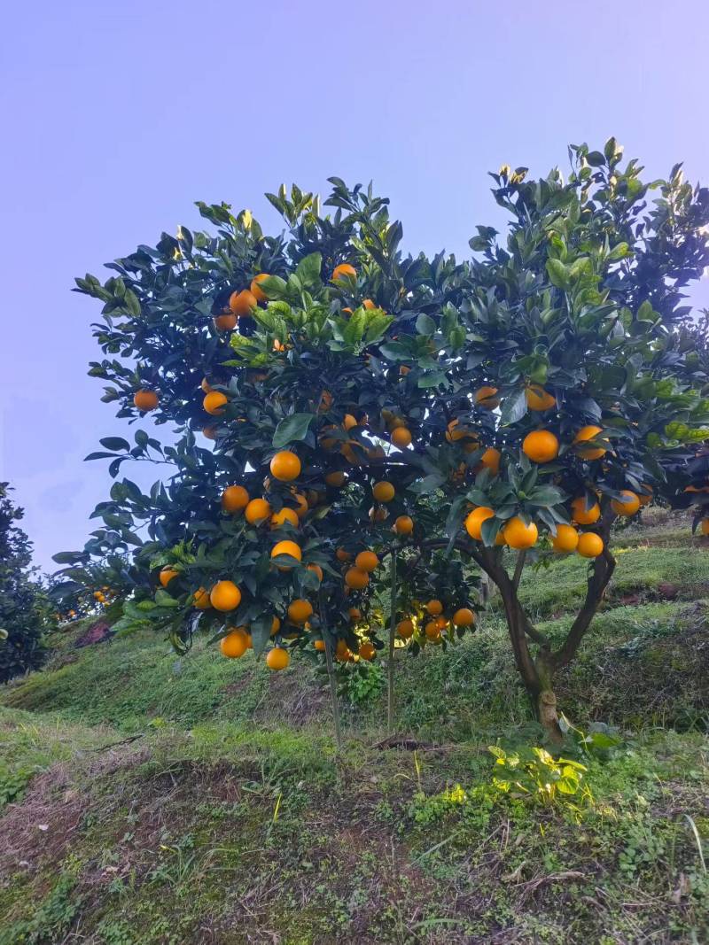 麻阳冰糖橙自家果园现摘现发好吃又新鲜带箱十斤装