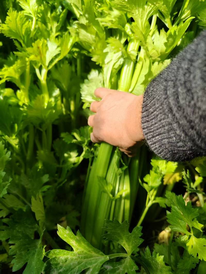 宁夏银川头茬芹菜，新鲜采摘，产地直发，货源充足