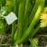 宁夏银川头茬芹菜，新鲜采摘，产地直发，货源充足