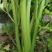宁夏银川头茬芹菜，新鲜采摘，产地直发，货源充足