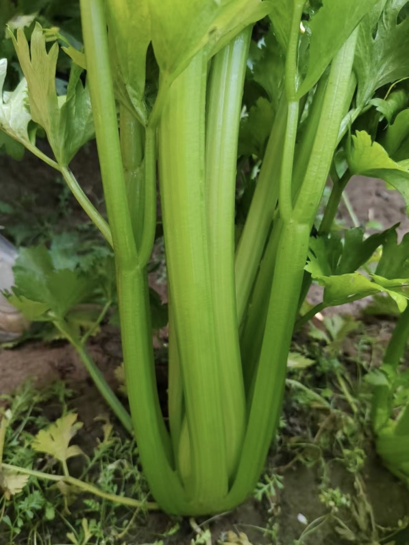 宁夏银川头茬芹菜，新鲜采摘，产地直发，货源充足