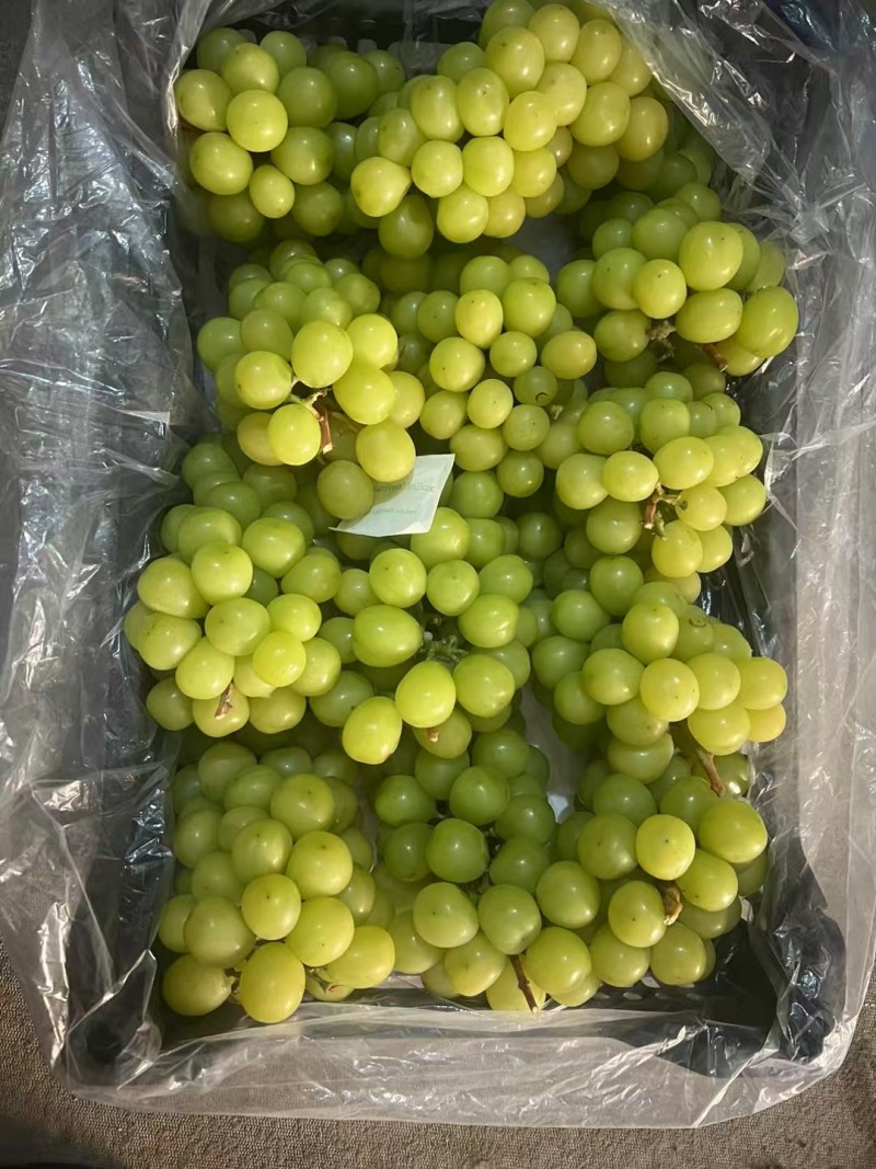 山东阳光玫瑰葡萄基地供货价格合理，对接超市电商批发市场