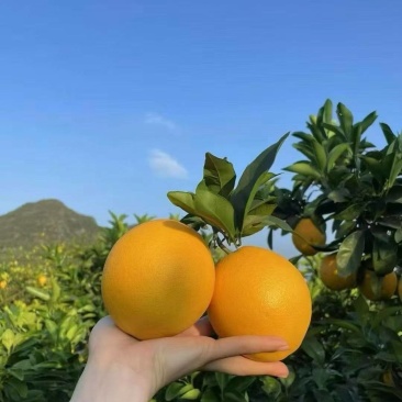 富川脐橙大量上市。