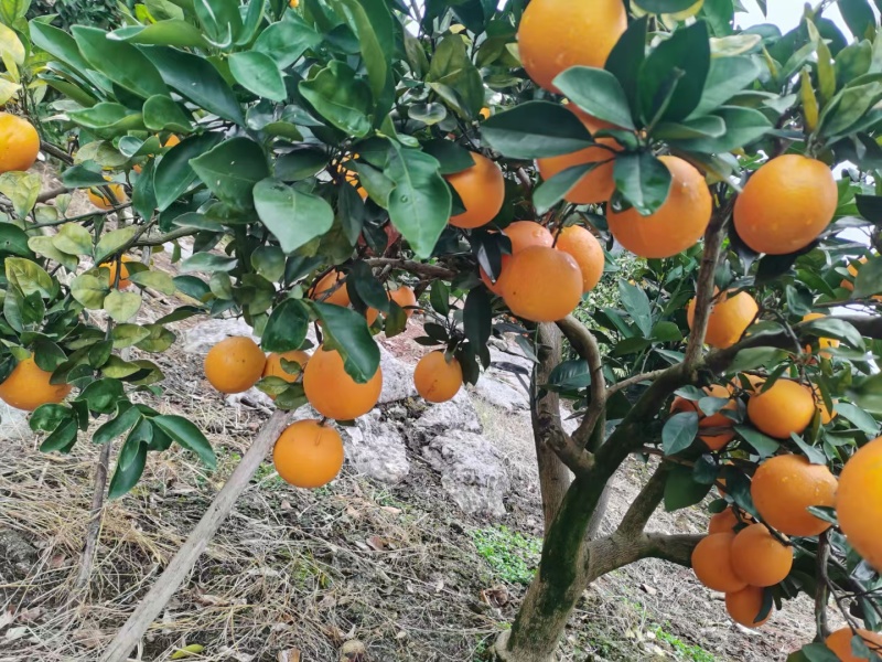 富川脐橙大量上市。