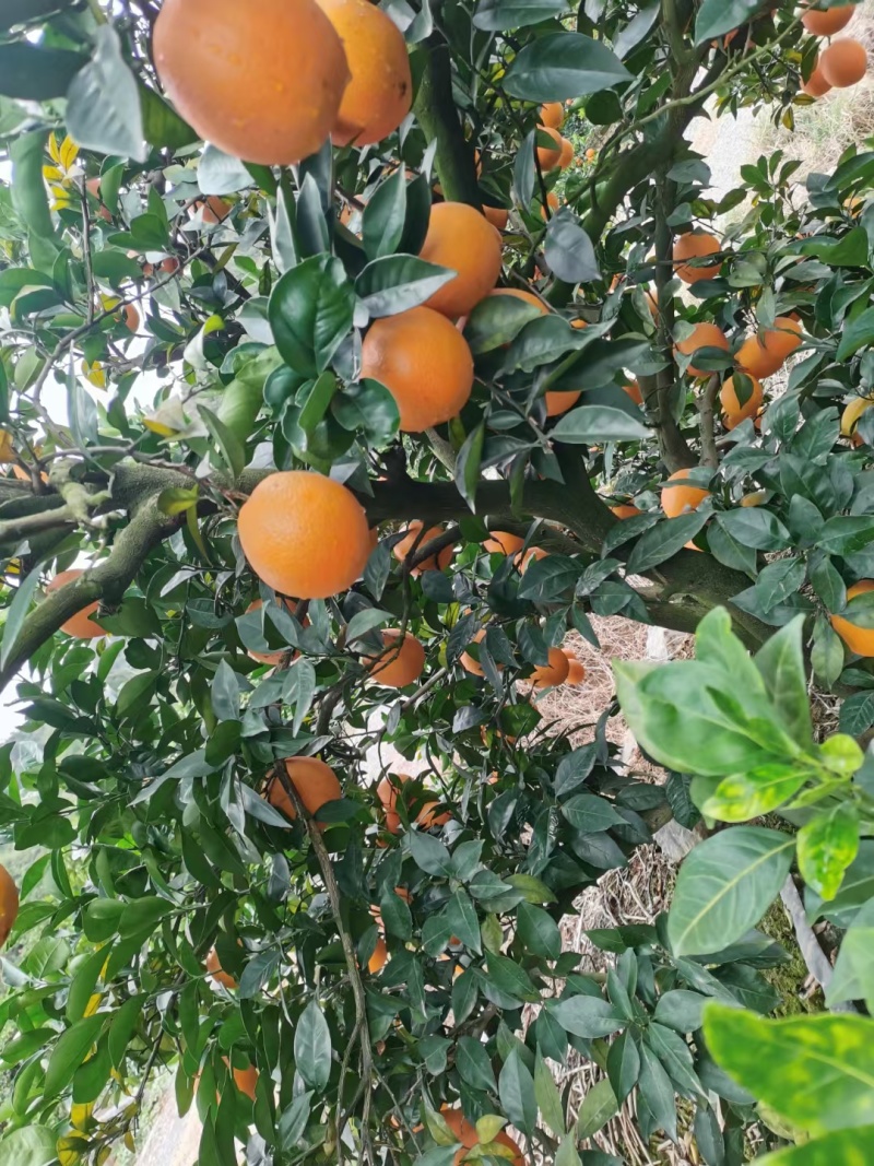 富川脐橙大量上市。