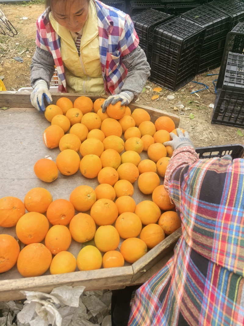 富川脐橙大量上市。