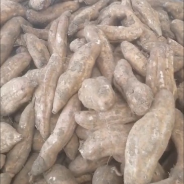 哈密冰糖薯价格好商量有4000-5000斤