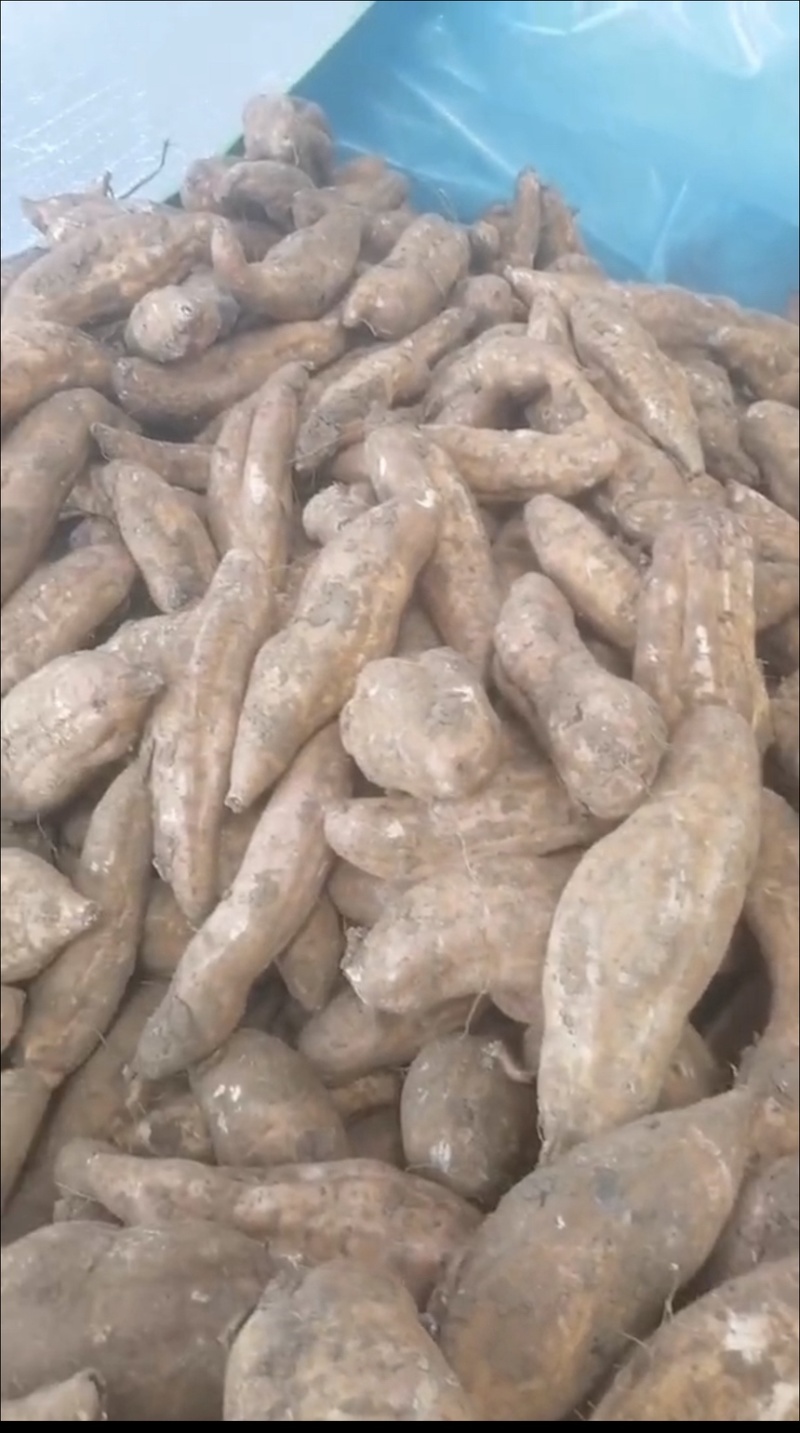 哈密冰糖薯价格好商量有4000-5000斤