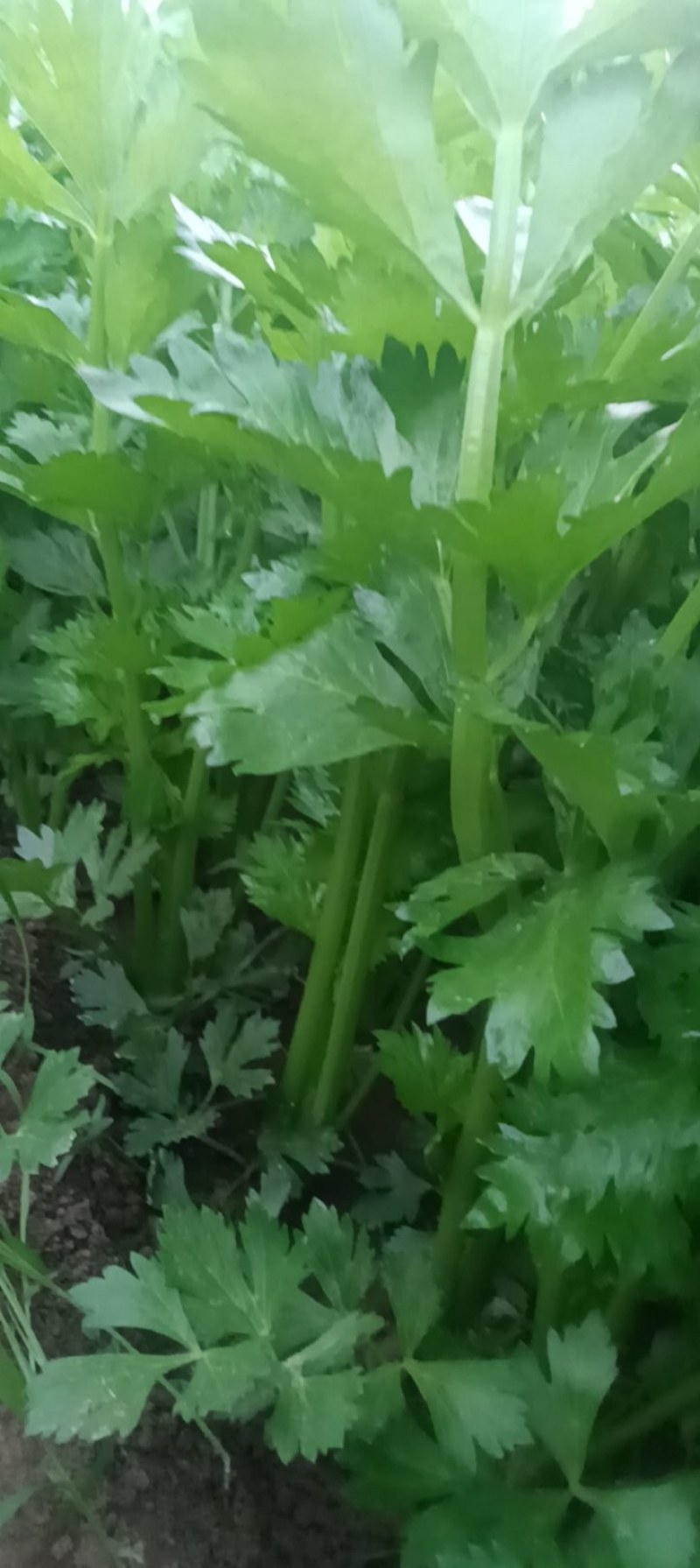 芹菜