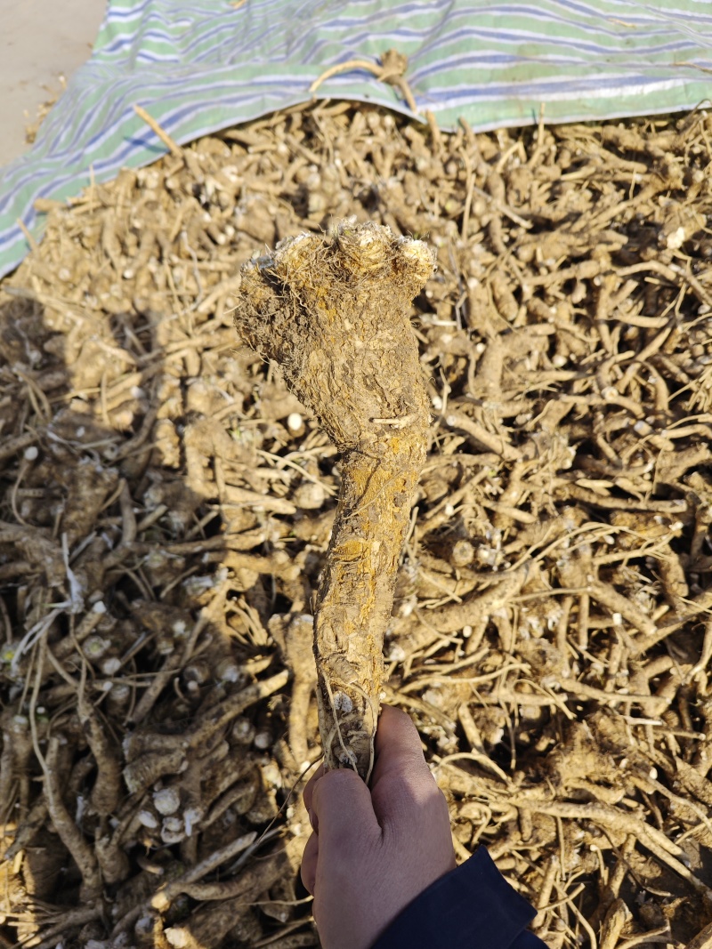 工厂大量收购辣根！现金结算！看质量给价格！