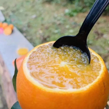 湖北秭归，九月红果冻橙