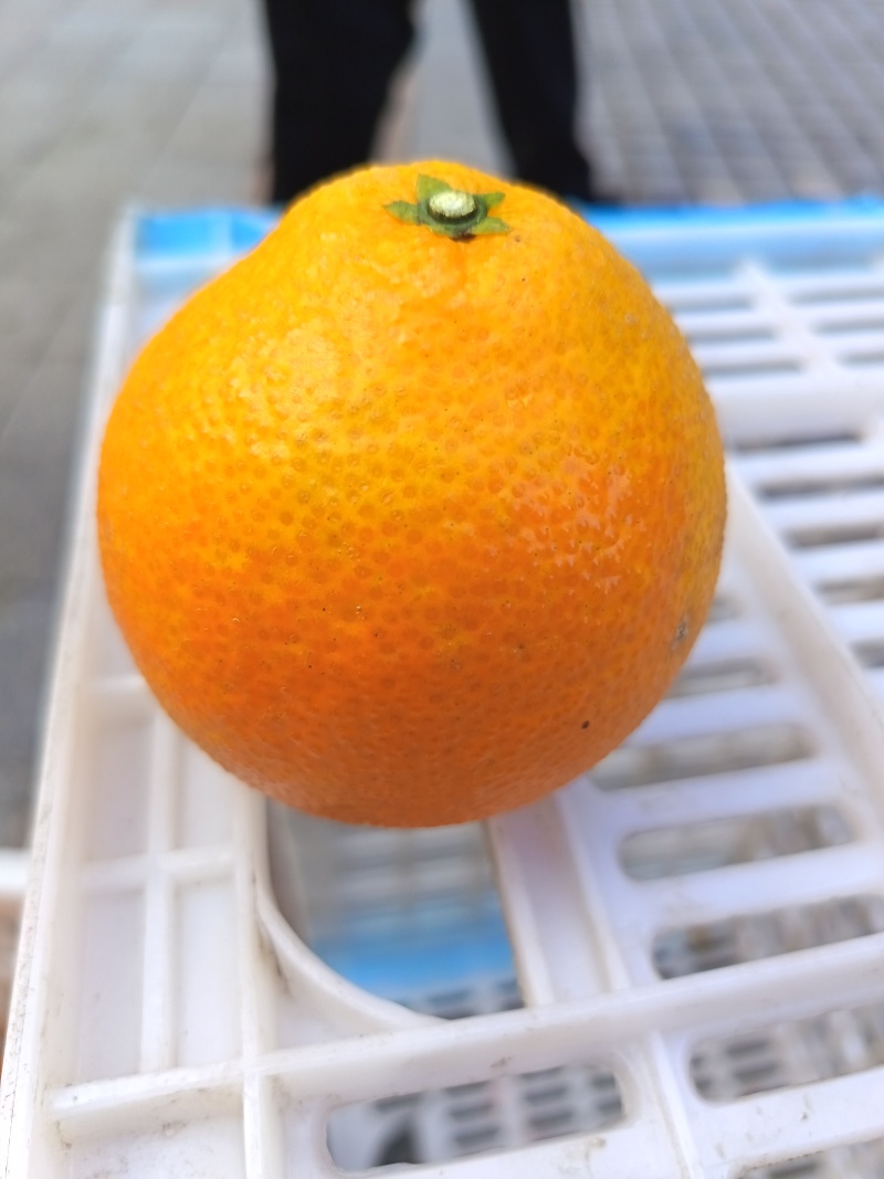 爱媛果冻橙，一件十斤包邮，也接受大批量