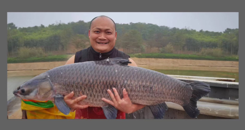 青鱼，量大质质优，价格优惠基地供应一手货源欢迎咨询