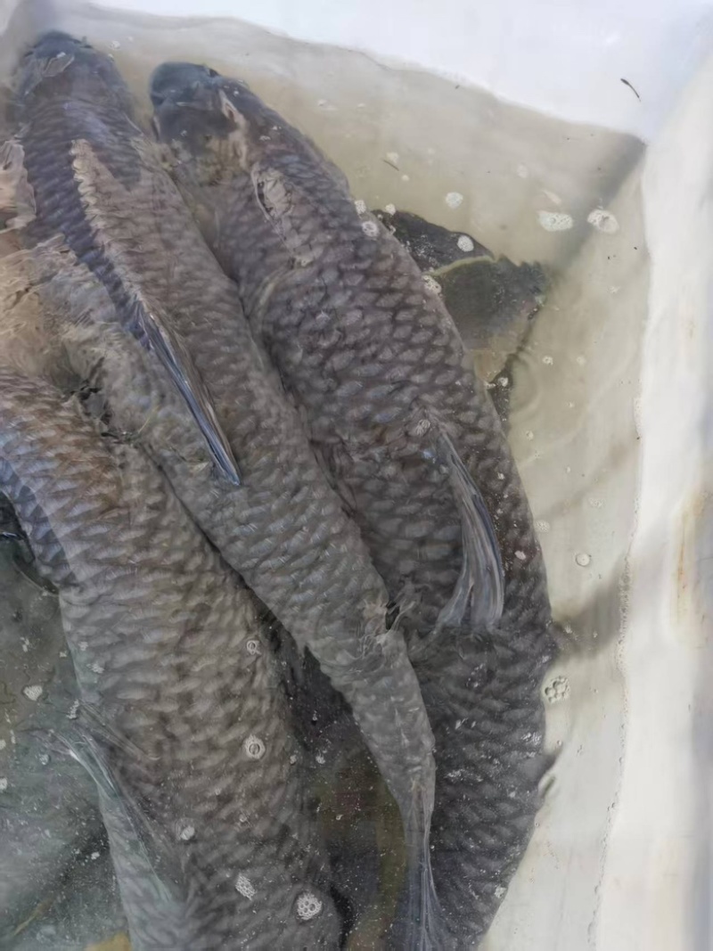 青鱼，量大质质优，价格优惠基地供应一手货源欢迎咨询