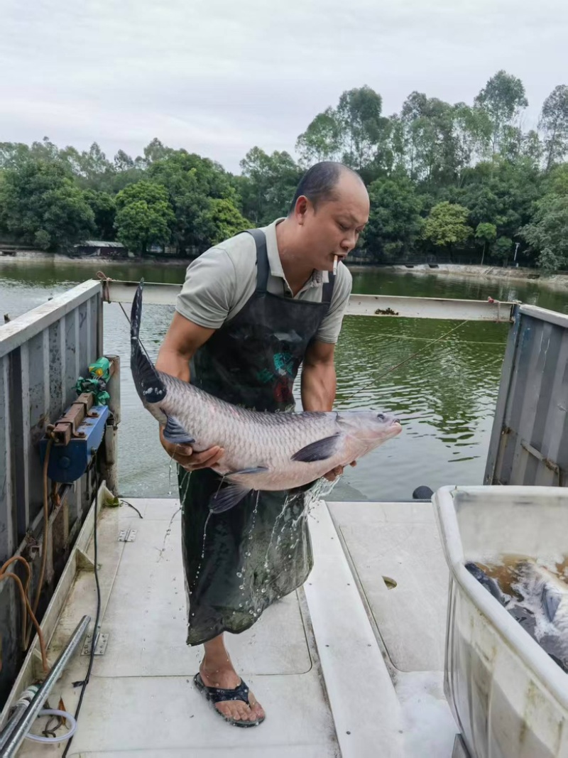 青鱼，量大质质优，价格优惠基地供应一手货源欢迎咨询