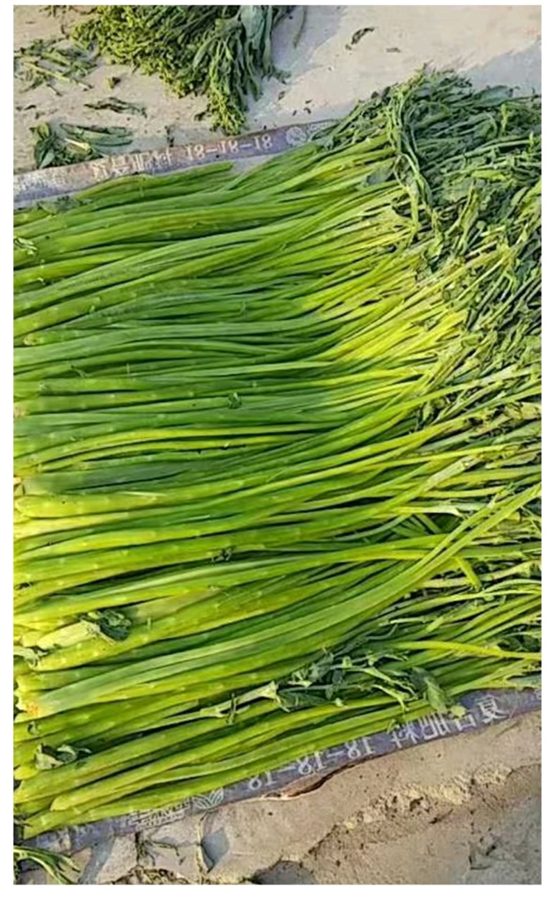 精品优质火锅贡菜产地直供爽口贡菜干货源充足欢迎选购