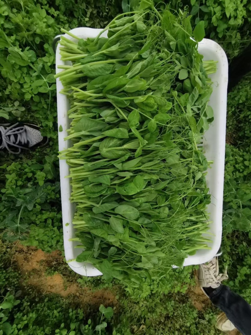 豌豆尖