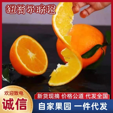 精品纽荷尔脐橙5斤，皮薄多汁，橙香味浓，新鲜采摘现货速发
