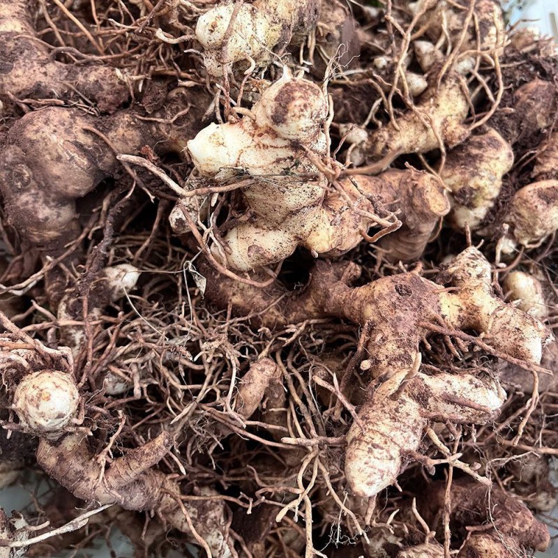 黄精老虎姜批发价格12元1斤