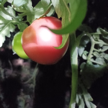 粉红西红柿