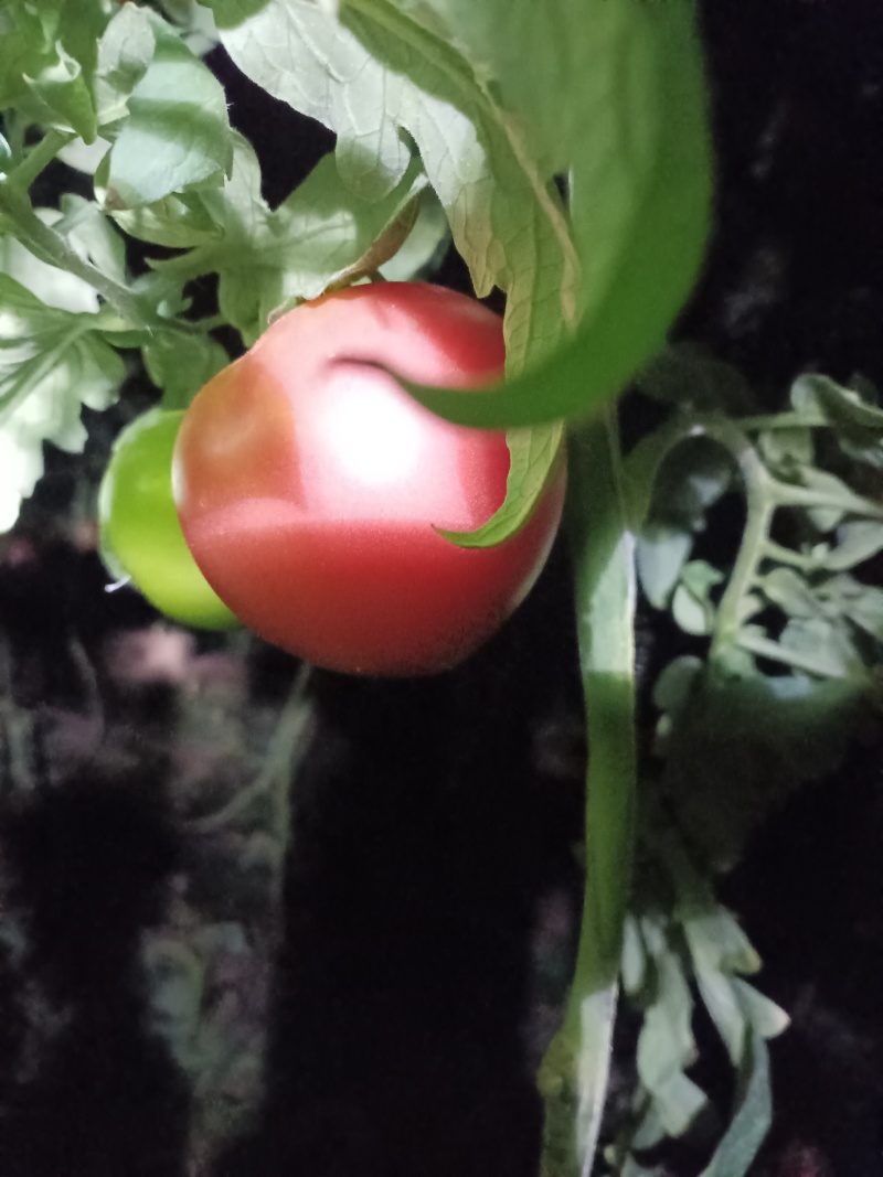 粉红西红柿