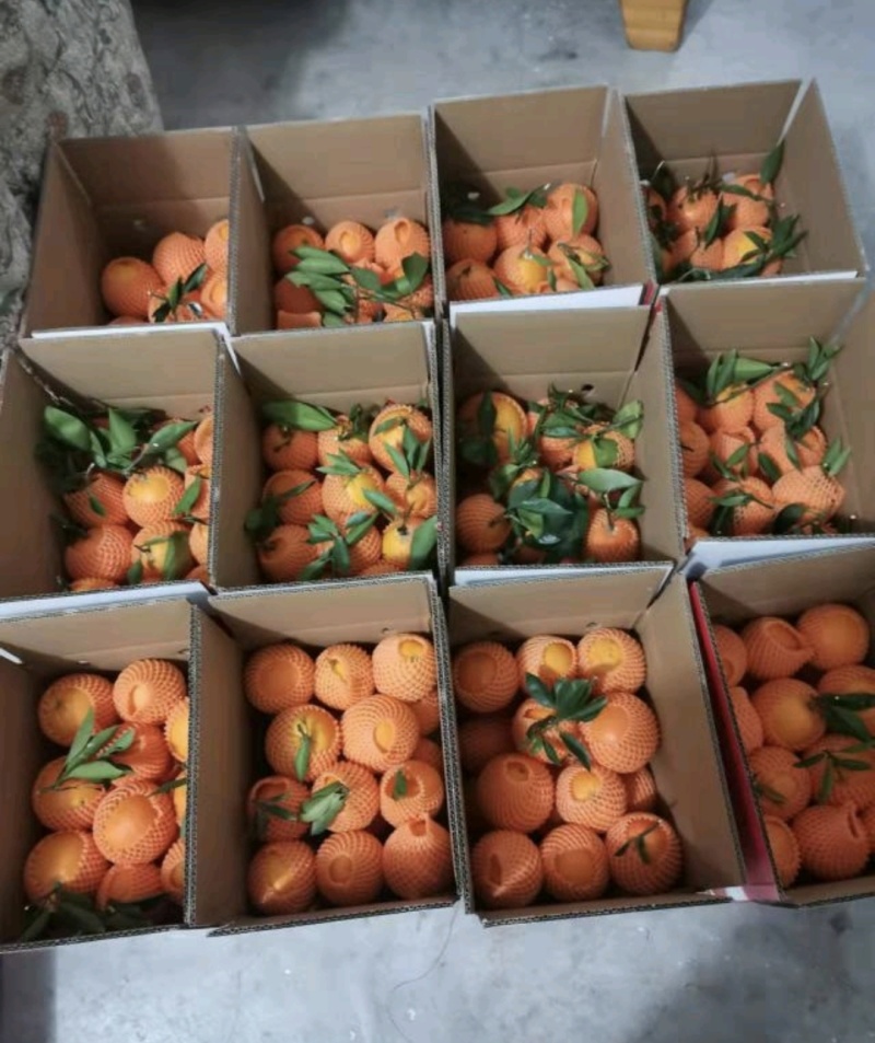 【热卖推荐】纽荷尔脐橙酸甜可口新鲜现摘一件代发包邮