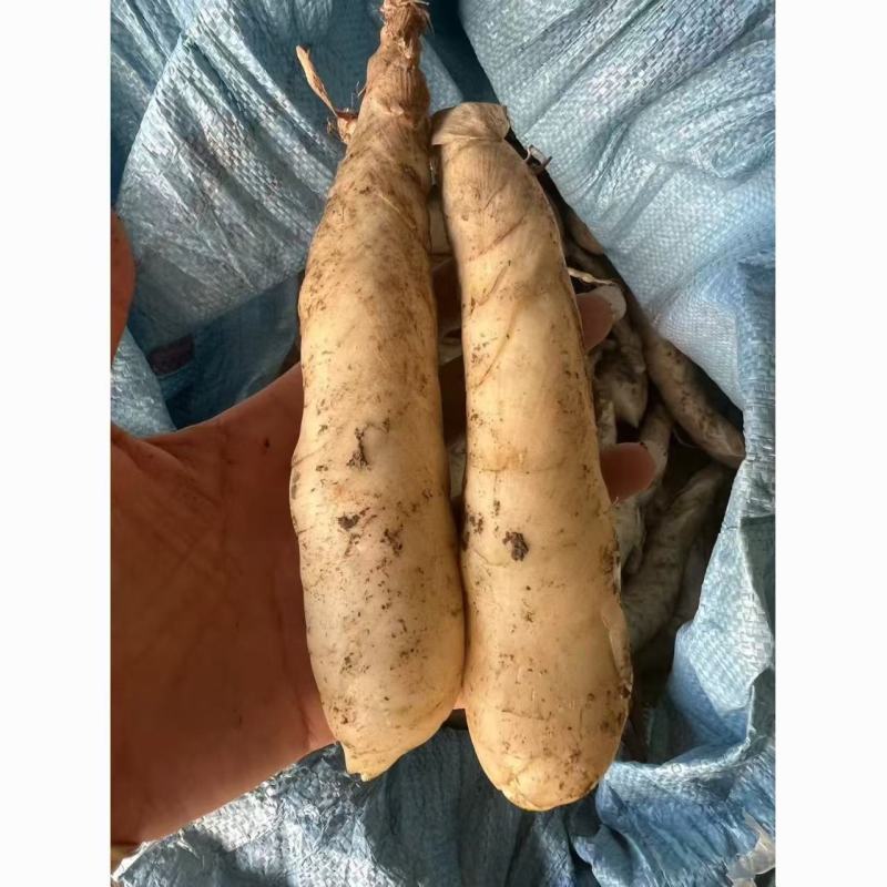 新鲜现挖竹薯广东冬粉薯农家竹芋东京薯凉粉薯煲汤火锅食材