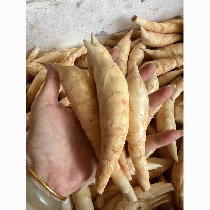 新鲜现挖竹薯广东冬粉薯农家竹芋东京薯凉粉薯煲汤火锅食材