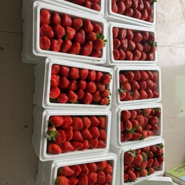 藏香草莓