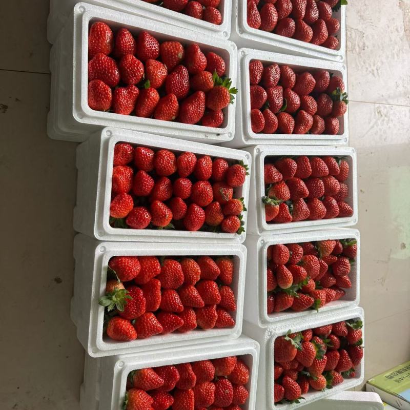 藏香草莓