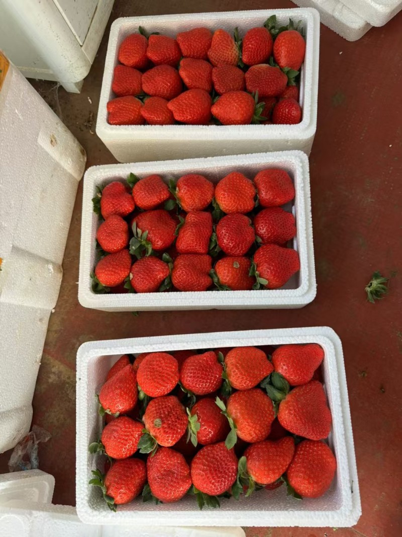 藏香草莓
